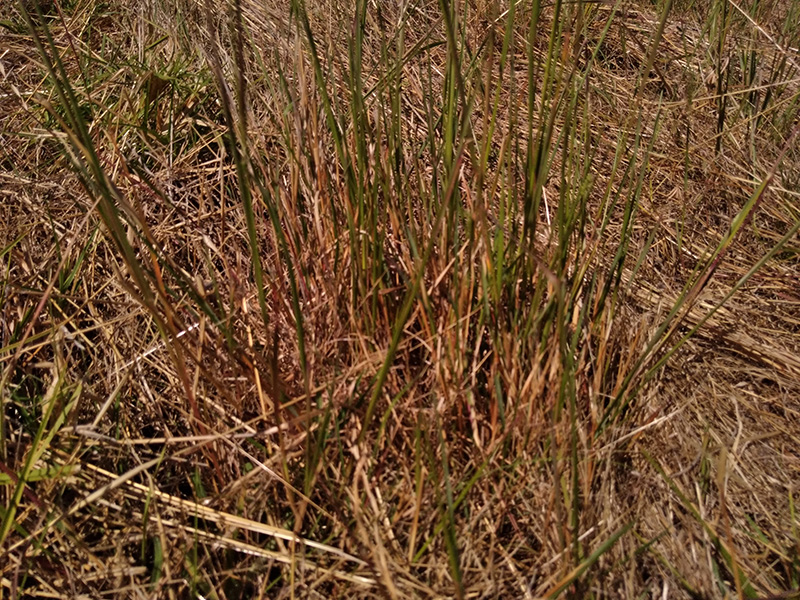 Photograph of Circular Grass Field